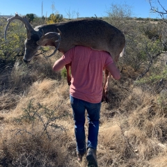 CARRYING-DEER