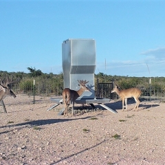 Javelina-Feeder