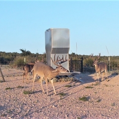 Javelina