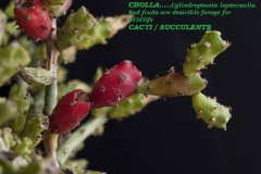 CHRISTMAS-CHOLLA-CACTI-SUCCULENTSjpg