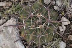 HORSE-CRIPPLER-CACTI-SUCCULENTS