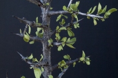 JAVELINA-BUSH-TREES-SHRUBS