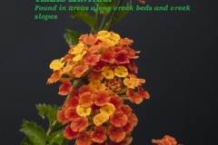 TEXAS-LANTANA-FORBS