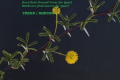 WHITETHORN-ACACIA-TREES-SHRUBS