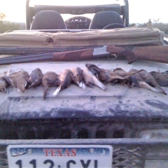 dove-hunting